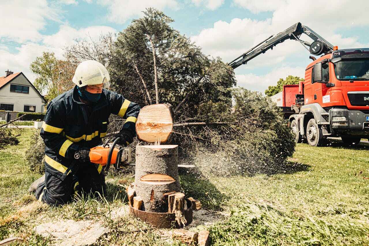 Palm Tree Trimming in Senath, MO